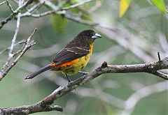 Flame-rumped Tanager